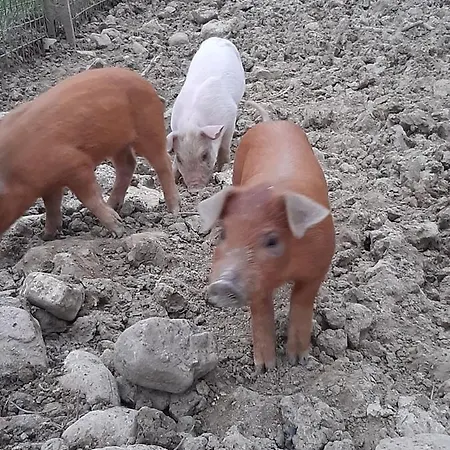 Farm stay Il Riccio