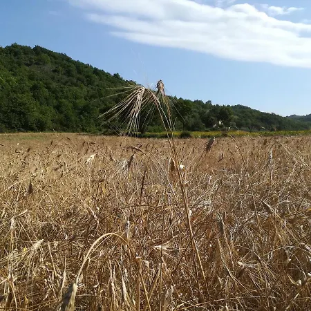 Il Riccio Morleschio